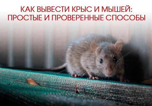 Как вывести крыс и мышей в Совхоз имени Ленина: простые и проверенные способы