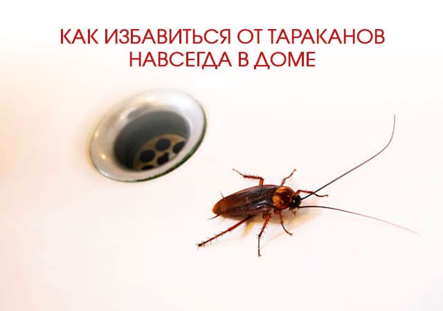 Как избавиться от тараканов в доме в Совхоз имени Ленина